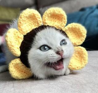 Cute Pet Hat