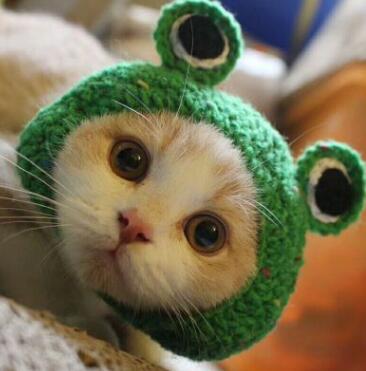 Cute Pet Hat